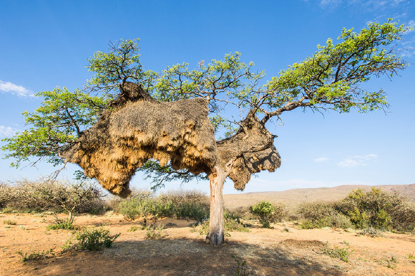 Increíbles nidos de pajaro de tamaño gigantesco4
