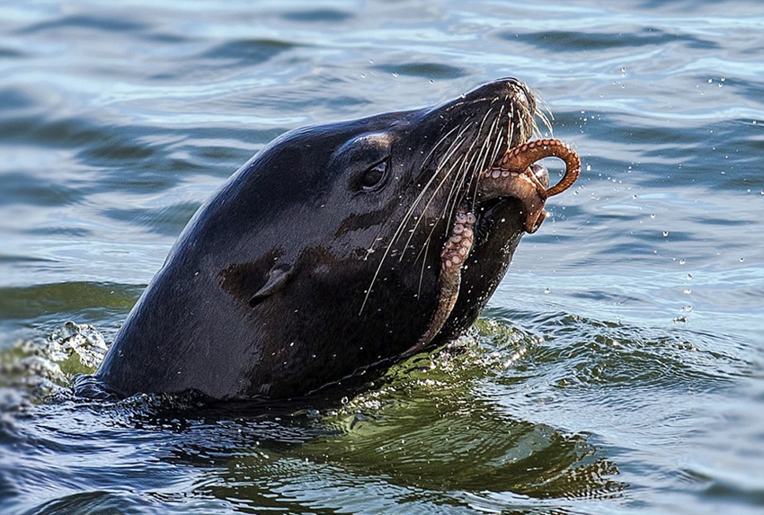 Hambrienta foca devora pulpo 1