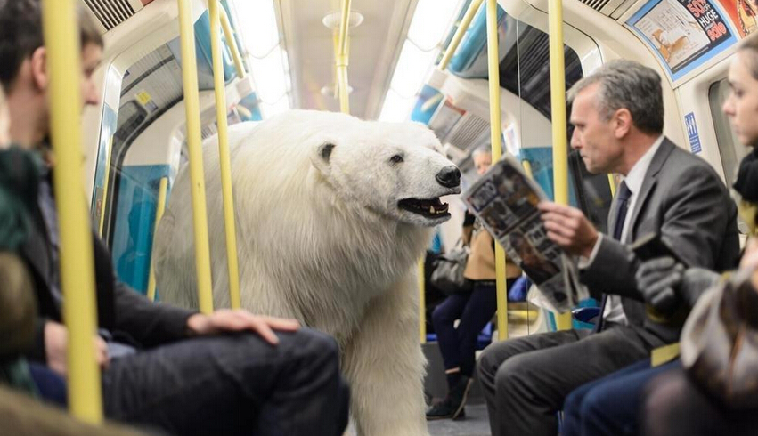 Un oso polar perdido en las calles y el metro de Londres4