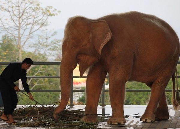 Un elefante blanco capturado en Myanmar