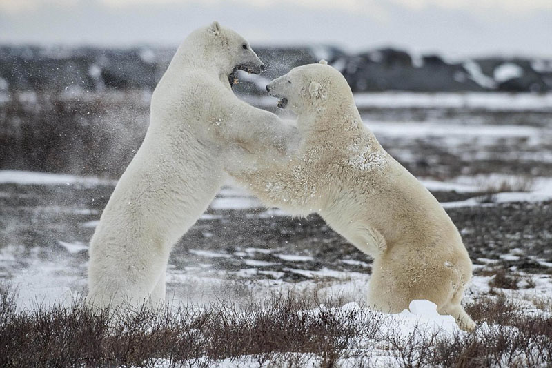 Se pelean dos osos polares de Canadá 2