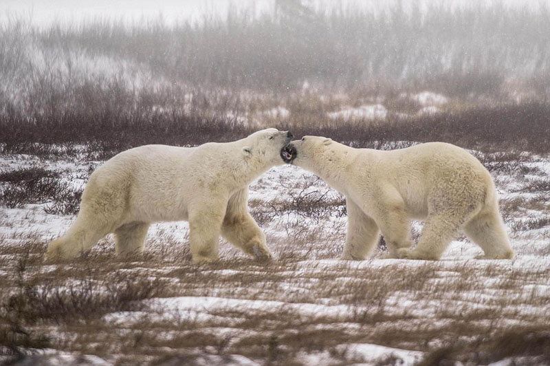 Se pelean dos osos polares de Canadá 4