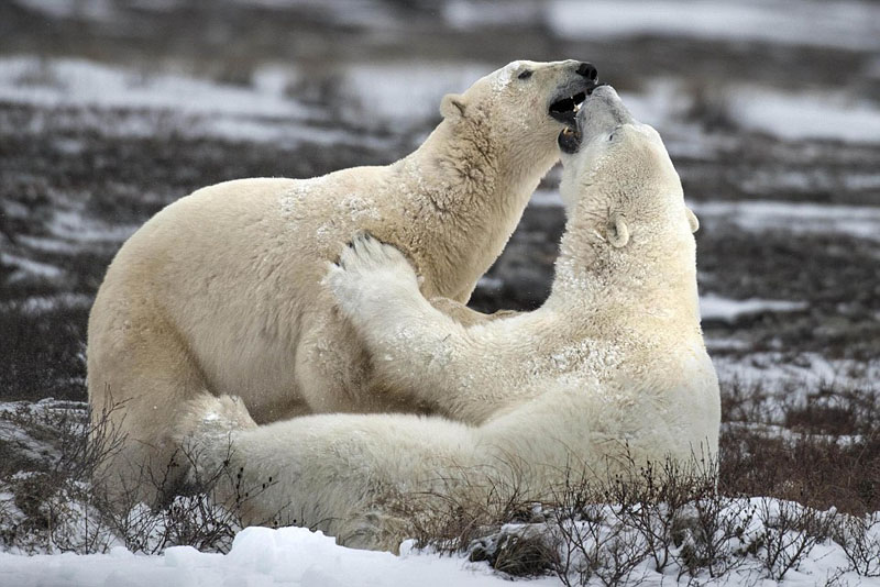 Se pelean dos osos polares de Canadá 5