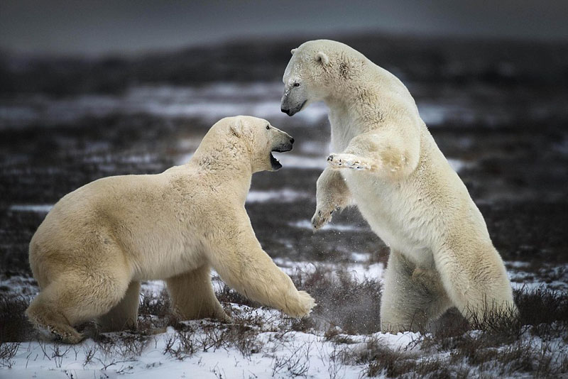 Se pelean dos osos polares de Canadá 6