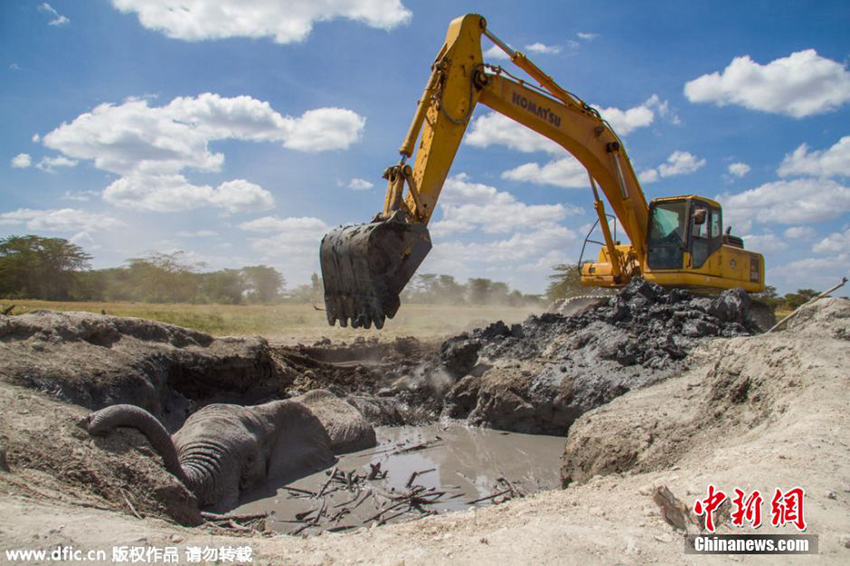 Se salva un elefante usando una retroexcavadora en Kenia3