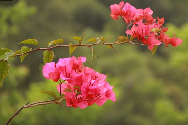 Mar de bugambilias en Meihailing, Xiamen, Fujian8