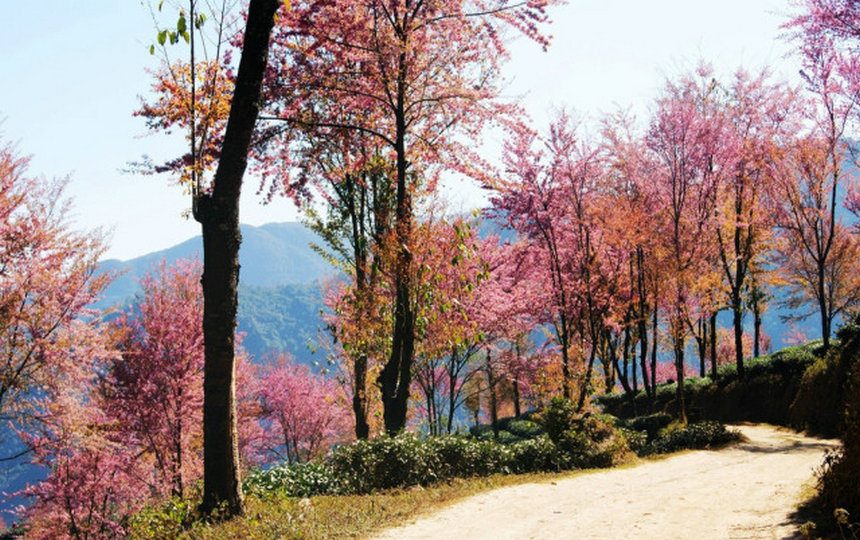 Contemplar flores de cerezo en el Monte Wuliang de Dali, Yunnan en invierno2
