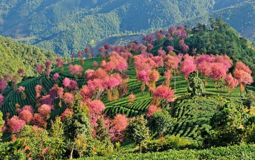 Contemplar flores de cerezo en el Monte Wuliang de Dali, Yunnan en invierno3
