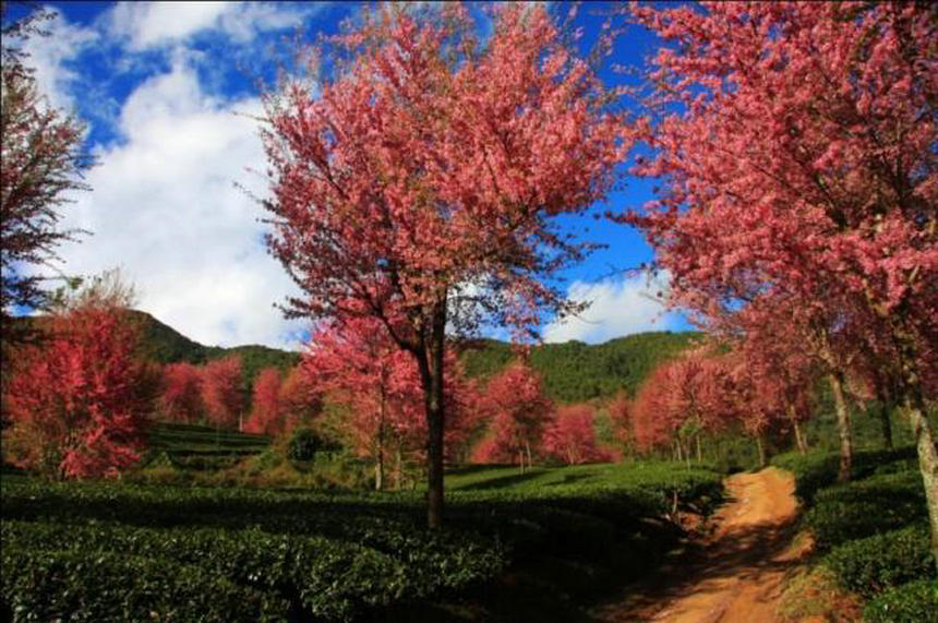 Contemplar flores de cerezo en el Monte Wuliang de Dali, Yunnan en invierno4