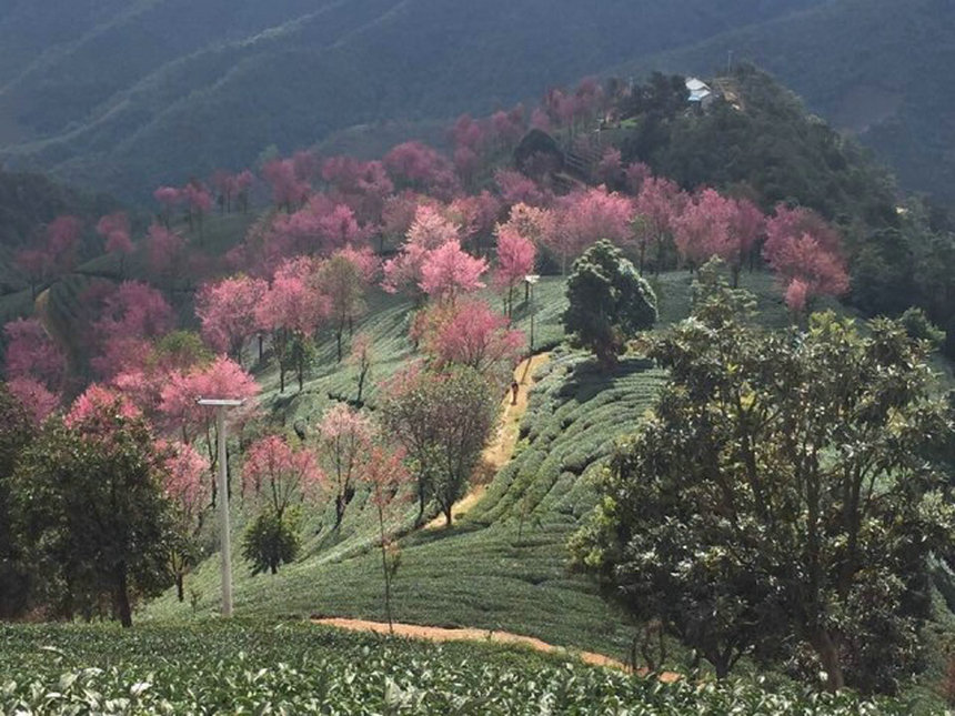 Contemplar flores de cerezo en el Monte Wuliang de Dali, Yunnan en invierno5