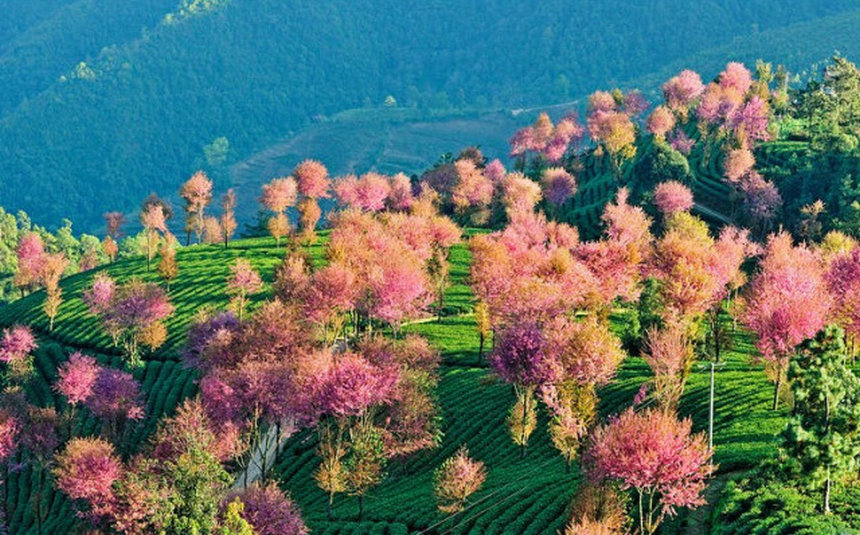 Contemplar flores de cerezo en el Monte Wuliang de Dali, Yunnan en invierno6