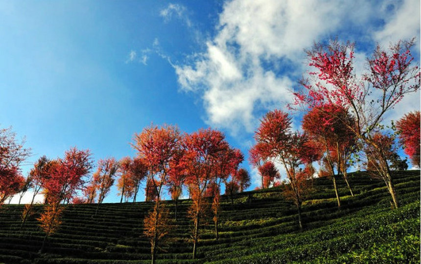 Contemplar flores de cerezo en el Monte Wuliang de Dali, Yunnan en invierno10