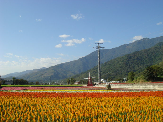 Mar colorido de flores en el Valle Vertical Huadong de Taiwán1