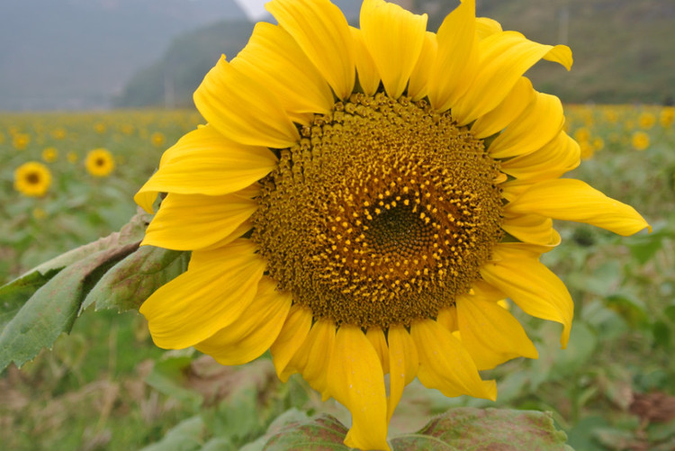 Mar de girasoles en la zona turística del Lago Oeste Pequeño en Manbeinong, condado de Debao, Guangxi1