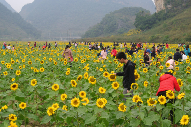 Mar de girasoles en la zona turística del Lago Oeste Pequeño en Manbeinong, condado de Debao, Guangxi3