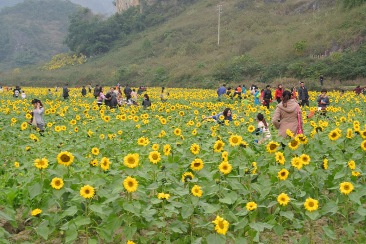 Mar de girasoles en la zona turística del Lago Oeste Pequeño en Manbeinong, condado de Debao, Guangxi5