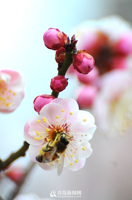 Recomendaciones para contemplar flores de ciruelo en compañía del paisaje de nieve en Beijing2