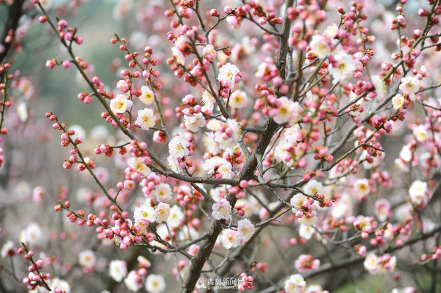 Recomendaciones para contemplar flores de ciruelo en compañía del paisaje de nieve en Beijing3