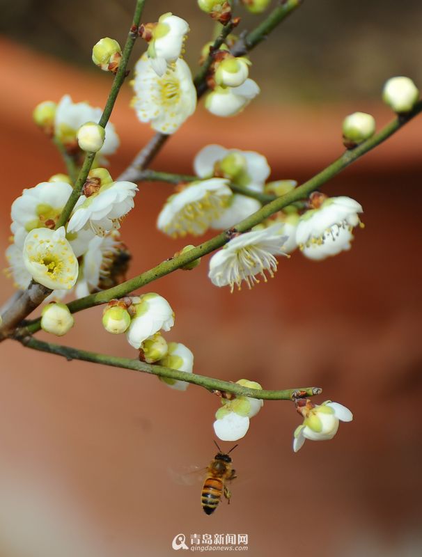 Recomendaciones para contemplar flores de ciruelo en compañía del paisaje de nieve en Beijing5