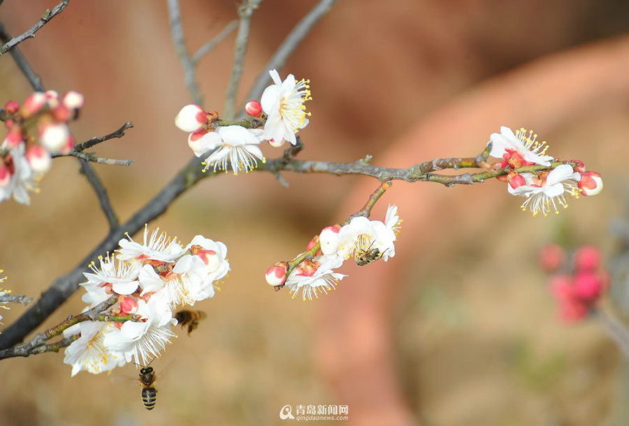 Recomendaciones para contemplar flores de ciruelo en compañía del paisaje de nieve en Beijing8