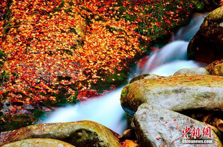 Provincia de Sichuan da la bienvenida a la temporada más bella 12