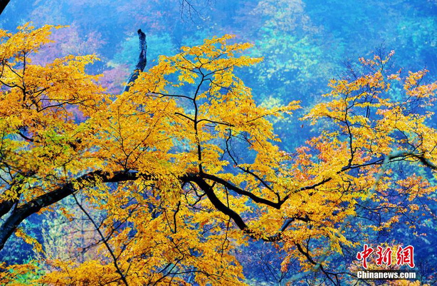 Provincia de Sichuan da la bienvenida a la temporada más bella 13