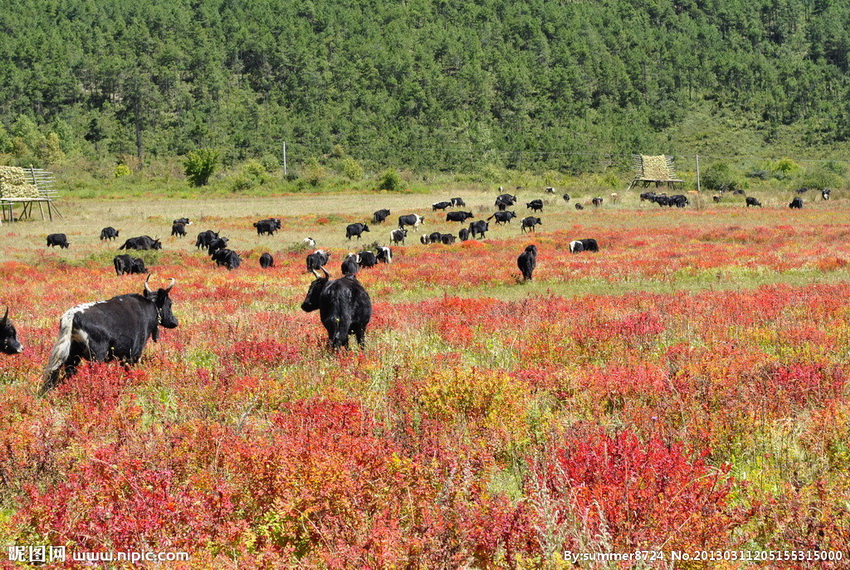 El otoño de Shangri-La es el mundo de Stellera chamaejasme 4