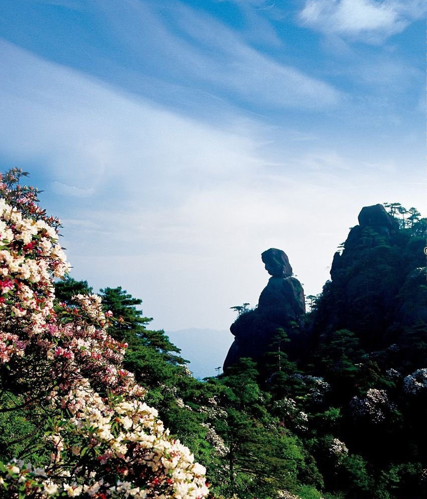 Monte Sanqing de Shangrao, Provincia de Jiangxi: La belleza de la azalea brilla en el monte divino de los mil años 3