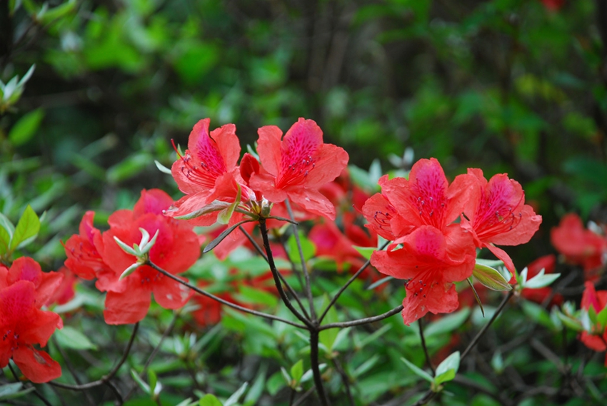 Monte Sanqing de Shangrao, Provincia de Jiangxi: La belleza de la azalea brilla en el monte divino de los mil años 4