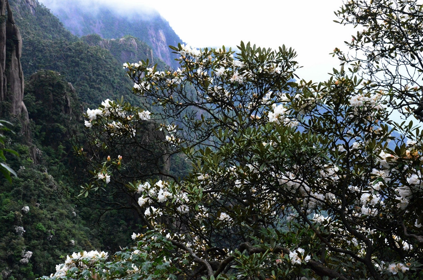 Monte Sanqing de Shangrao, Provincia de Jiangxi: La belleza de la azalea brilla en el monte divino de los mil años 7