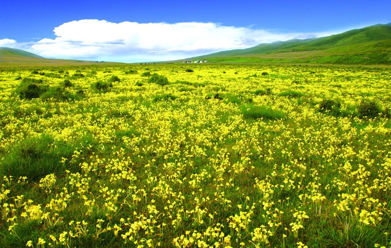 Shangri-La, provincia de Yunnan: flores de Gaisang, hadas de la tierra al sur de las nubes 4