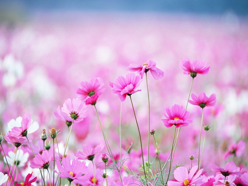 Shangri-La, provincia de Yunnan: flores de Gaisang, hadas de la tierra al sur de las nubes 7