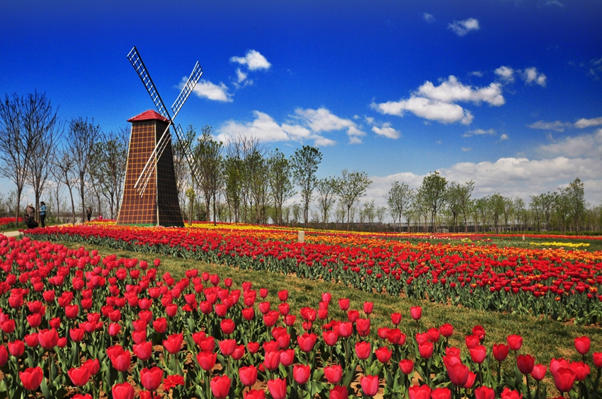 Puerto internacional de flores frescas de Shunyi, Beijing: ¡que florezcan las tulipas! 2