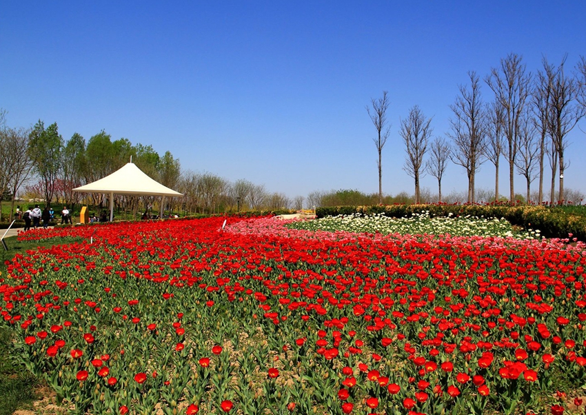 Puerto internacional de flores frescas de Shunyi, Beijing: ?que florezcan las tulipas! 6