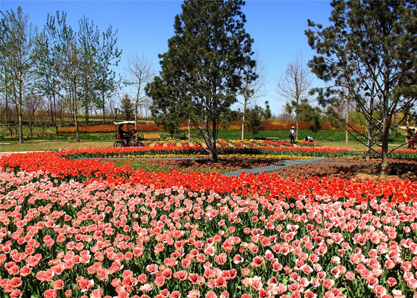 Puerto internacional de flores frescas de Shunyi, Beijing: ?que florezcan las tulipas! 7