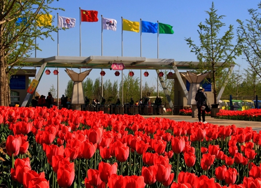 Puerto internacional de flores frescas de Shunyi, Beijing: ?que florezcan las tulipas! 8