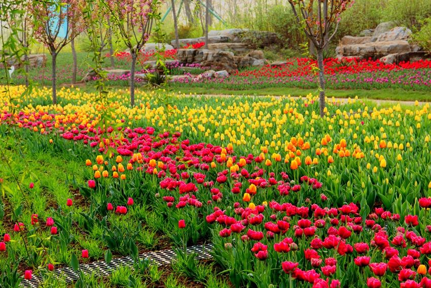 Puerto internacional de flores frescas de Shunyi, Beijing: ¡que florezcan las tulipas! 10