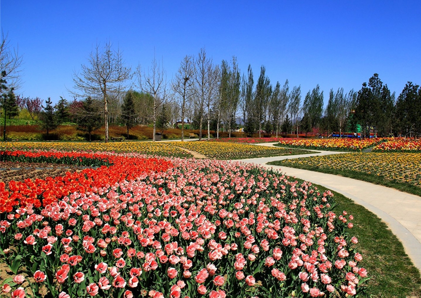 Puerto internacional de flores frescas de Shunyi, Beijing: ¡que florezcan las tulipas! 11