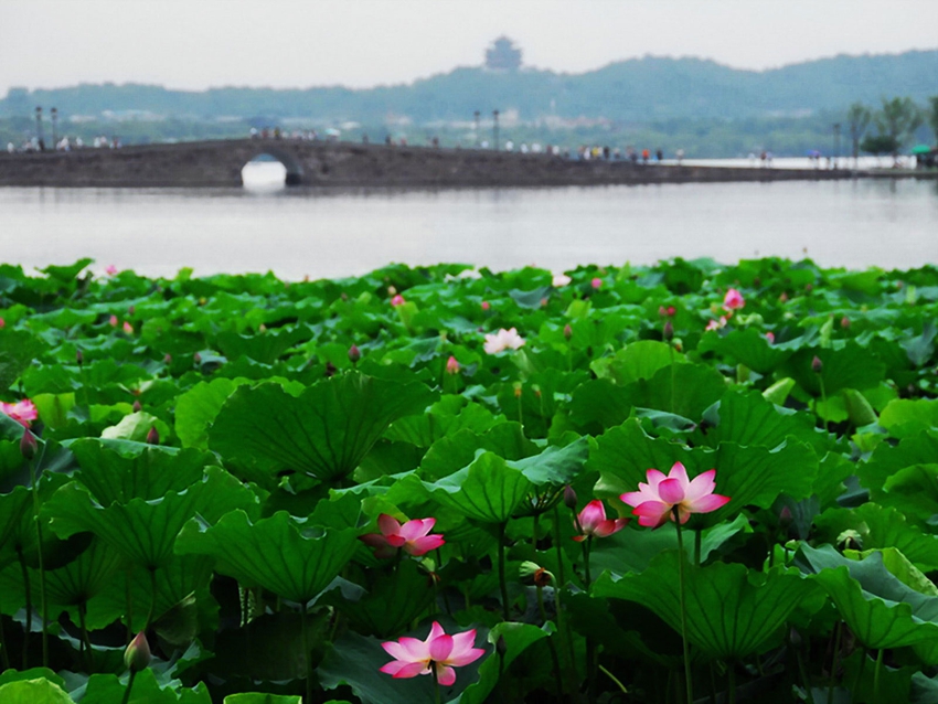 Lago Oeste de Hangzhou: lugar perfecto para contemplar las flores de loto 2