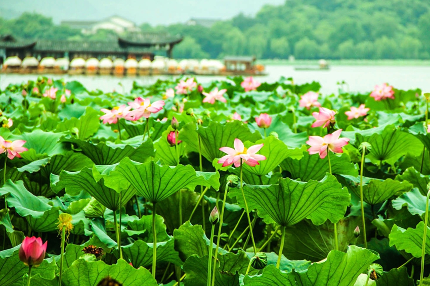 Lago Oeste de Hangzhou: lugar perfecto para contemplar las flores de loto 4