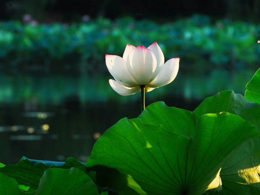 Lago Oeste de Hangzhou: lugar perfecto para contemplar las flores de loto 5