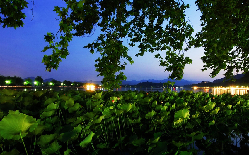 Lago Oeste de Hangzhou: lugar perfecto para contemplar las flores de loto 6