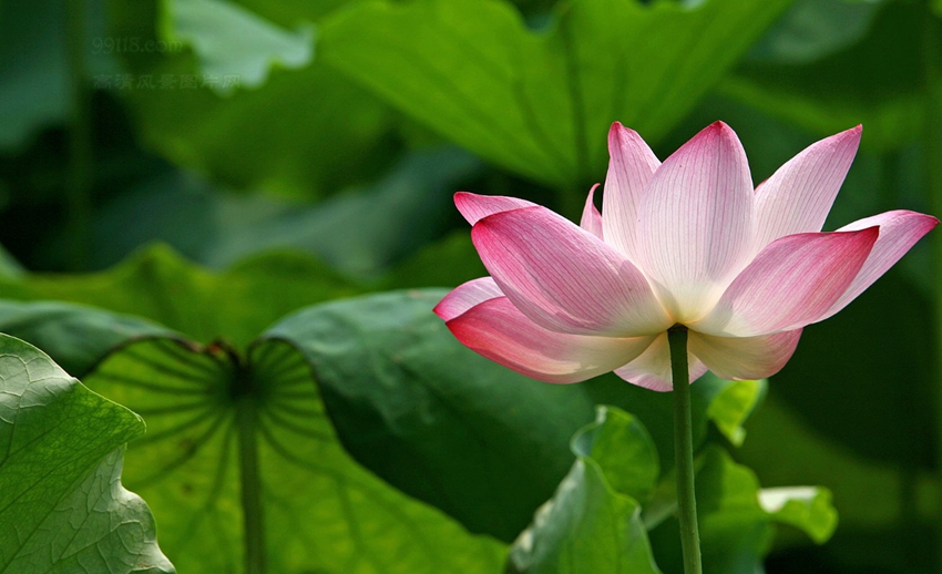 Lago Oeste de Hangzhou: lugar perfecto para contemplar las flores de loto 8