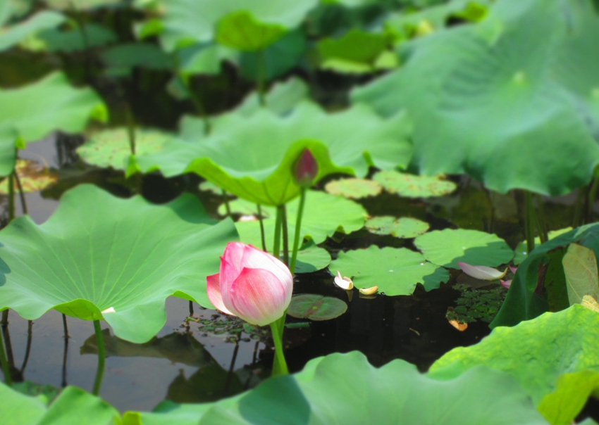 Lago Oeste de Hangzhou: lugar perfecto para contemplar las flores de loto 9