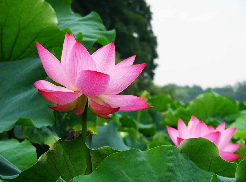 Lago Oeste de Hangzhou: lugar perfecto para contemplar las flores de loto 10