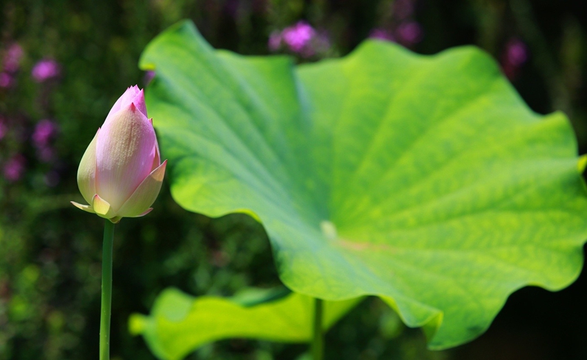 Lago Oeste de Hangzhou: lugar perfecto para contemplar las flores de loto 11 