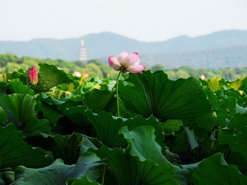 Lago Oeste de Hangzhou: lugar perfecto para contemplar las flores de loto 12