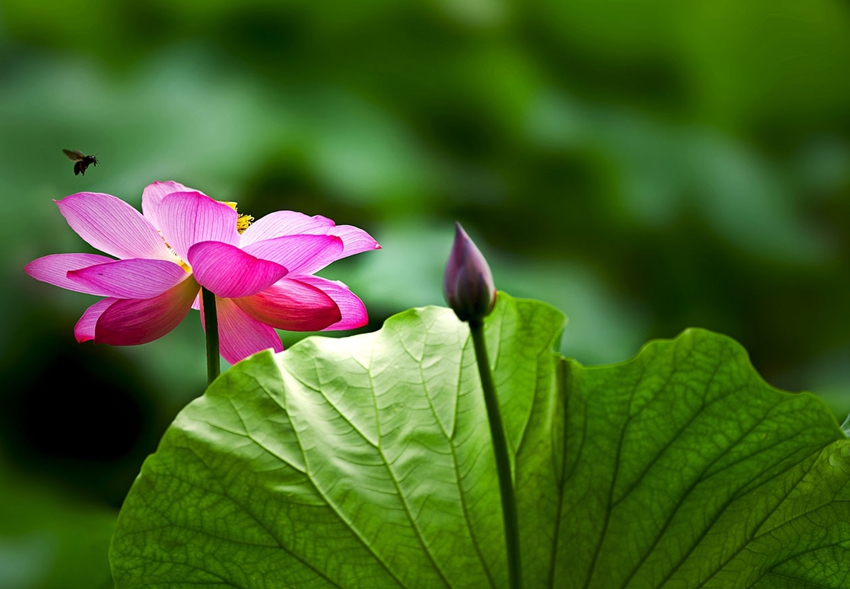 Lago Oeste de Hangzhou: lugar perfecto para contemplar las flores de loto 13