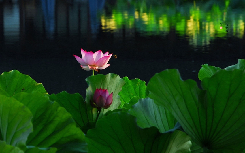 Lago Oeste de Hangzhou: lugar perfecto para contemplar las flores de loto 14