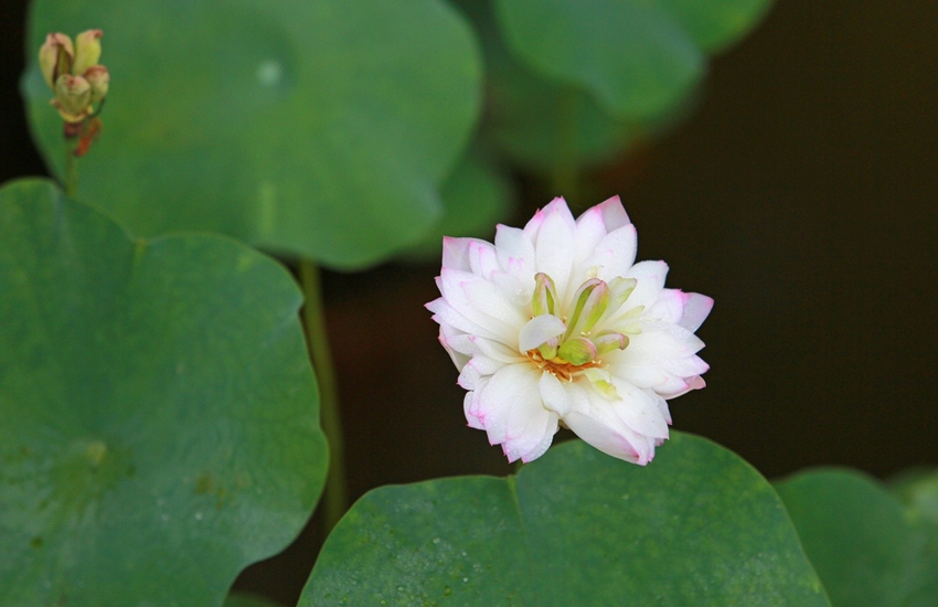 Lago Oeste de Hangzhou: lugar perfecto para contemplar las flores de loto 16